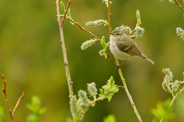 Hume Leaf Warbler Phylloscopus Humei — Stock Photo, Image