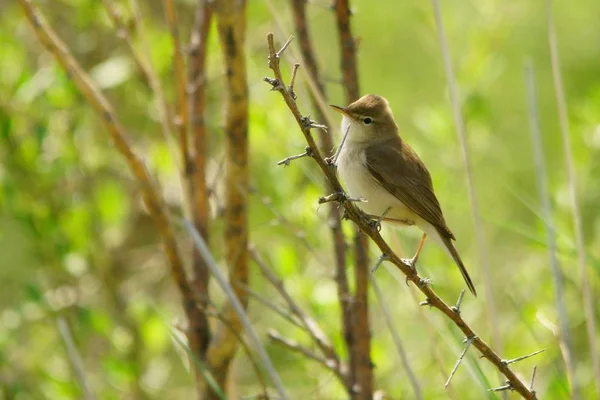 Sykes Warbler Iduna Rama — Stockfoto