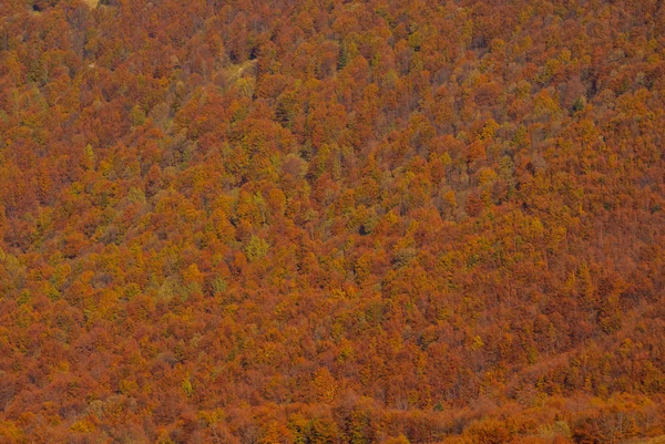 Herbst Urwald Bieszczady Gebirge — Stockfoto