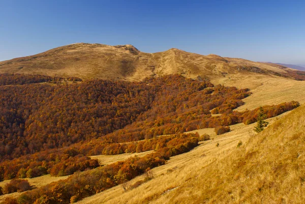 Autumn in the primeval forest. Bieszczady Mountains. Tarnica