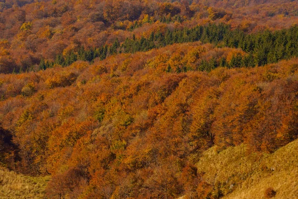 Sonbahar Ilkel Ormanın Içinde Bieszczady Dağlar — Stok fotoğraf