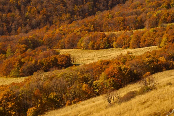 Herbst Urwald Bieszczady Gebirge — Stockfoto