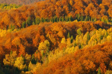 Sonbahar ilkel ormanın içinde. Bieszczady Dağlar.