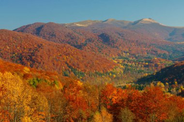 Sonbahar ilkel ormanın içinde. Bieszczady Dağlar. Bukowe Berdo, Krzemien. Bieszczady Milli Parkı