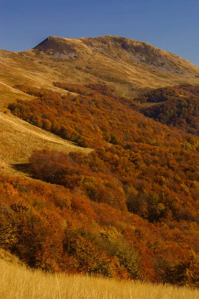 Automne Dans Forêt Primitive Les Monts Bieszczady Tarnica — Photo