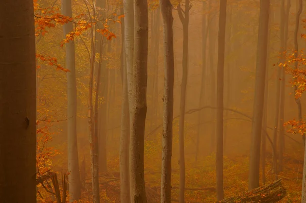 태고의 숲에서가 Bieszczady 산입니다 Hulskie 보호구 — 스톡 사진