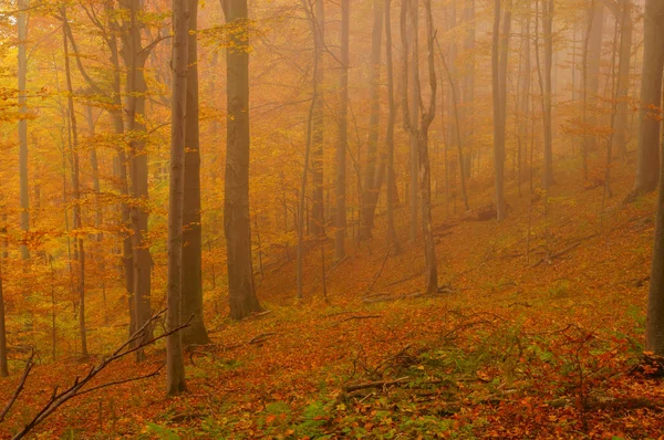 Podzim Pralese Bukovské Vrchy Přírodní Rezervace Hulskie — Stock fotografie