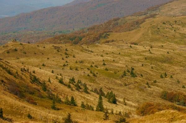 Autumn in the primeval forest. Bieszczady Mountains. Bukowska alpine meadow.