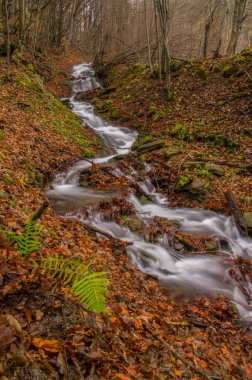 Şelale orman akışında tarih. Otryt. Bieszczady Dağlar.