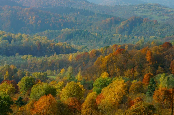 Automne Dans Forêt Primitive Montagnes Bieszczady — Photo