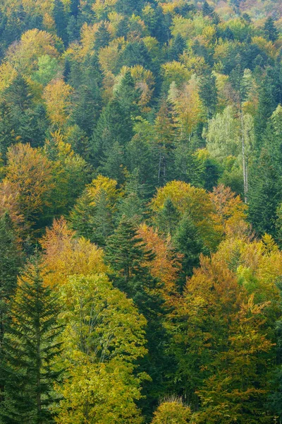 Herbst Urwald Bieszczady Gebirge — Stockfoto