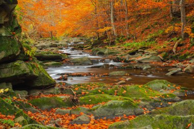 Sonbahar ilkel ormanın içinde. Bieszczady Dağlar. Prowcza akış. Bieszczady Milli Parkı.