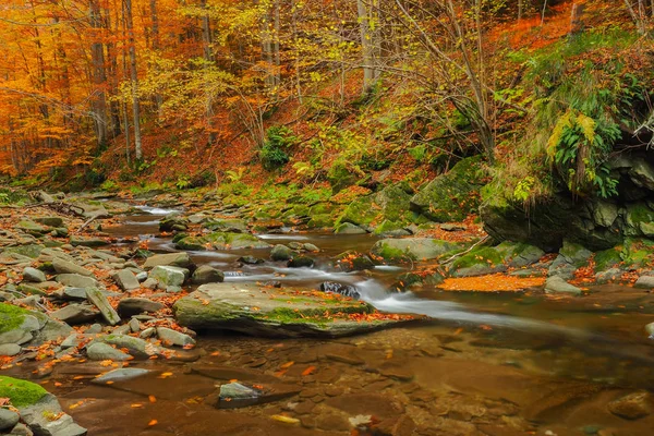 Autumn in the primeval forest. Bieszczady Mountains. Prowcza stream. Bieszczady National Park.