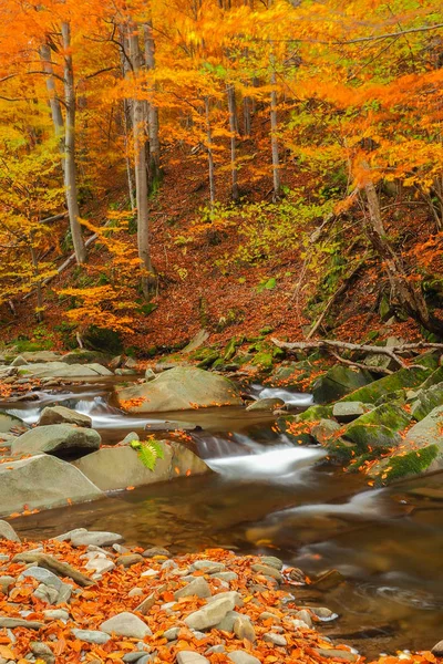 Autumn Primeval Forest Bieszczady Mountains Prowcza Stream Bieszczady National Park — Stock Photo, Image