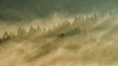 Sonbahar ilkel ormanın içinde. Bieszczady Dağlar.