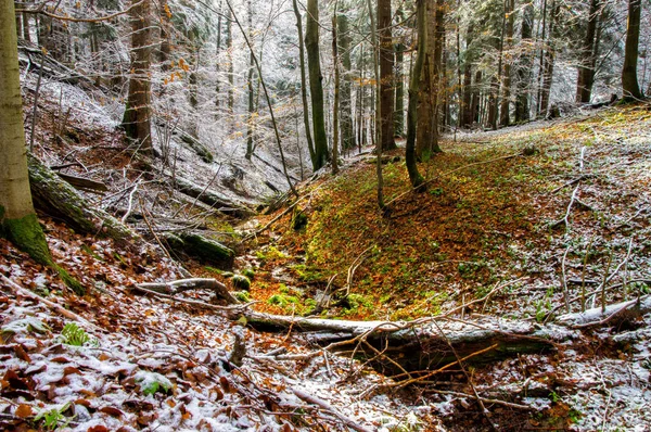 Herbstbach Wald Bieszczady Gebirge Ulskie Naturschutzgebiet — Stockfoto