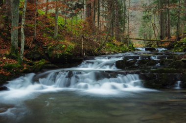 Sonbahar ilkel ormanın içinde. Bieszczady Dağlar. Rzeka akış. Bieszczady Milli Parkı