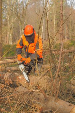Düzgün donanımlı bir oduncu güvenli bir şekilde ormanda çalışır