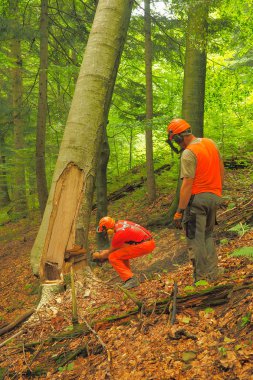 Adam ormandaki ağaç keser.