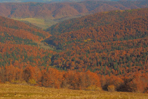 Couleurs Rouges Forêt Hêtres Automne Les Monts Bieszczady Pologne — Photo