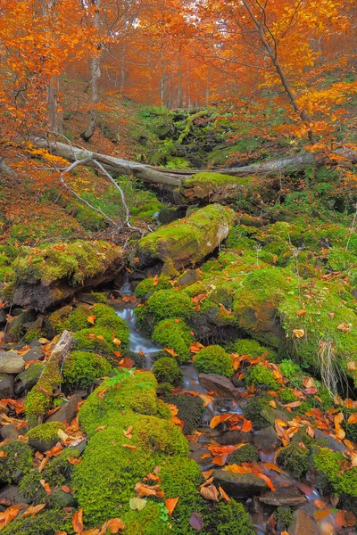 Una Cascata Ruscello Forestale Colori Autunnali Bieszczady Montagne Parco Nazionale — Foto Stock
