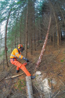 Düzgün donanımlı bir oduncu güvenli bir şekilde ormanda çalışır