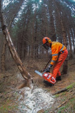 Düzgün donanımlı bir oduncu güvenli bir şekilde ormanda çalışır