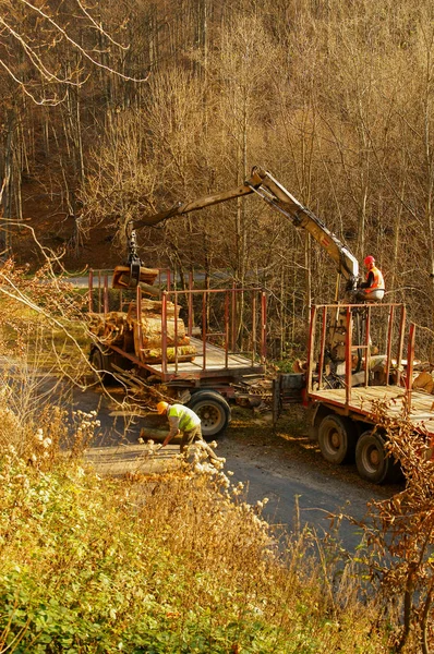 Timber harvesting in the forest. Wood transport.