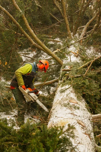 Lumberjack Trabalhando Floresta — Fotografia de Stock