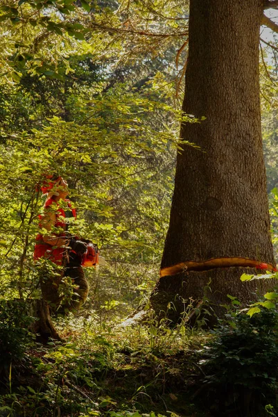 Lumberjack Trabalhando Floresta — Fotografia de Stock