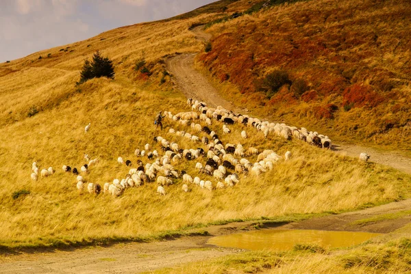 羊飼いと羊 Svydovets リッジ カルパティア山脈 ウクライナ — ストック写真