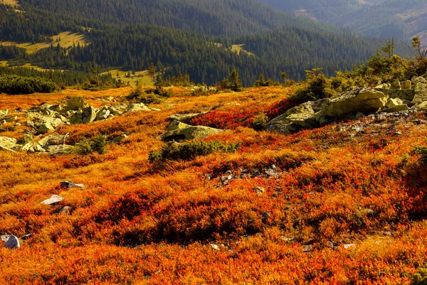 Красиві Квіти Чорниці Горах Ґорґани Україна — стокове фото