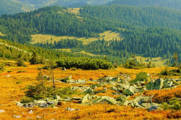 ブルーベリー 石および森林 典型的なゴルガーン風景 ウクライナ — ストック写真