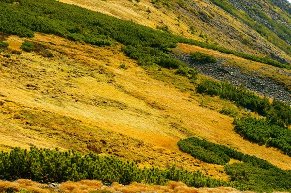 Beau Paysage Montagne Pré Montagne Avec Pin Montagne Gorgany Ukraine — Photo