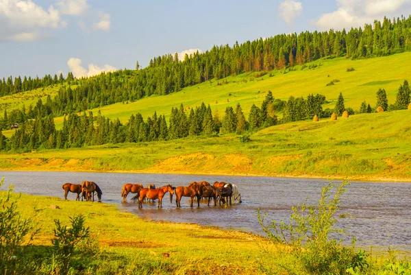 Koně Horské Řece Východní Beskydy Bieszczady Ukrajina — Stock fotografie