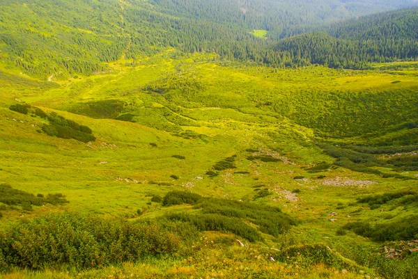 Green land. Chornohora mountain ridge. Ukraine