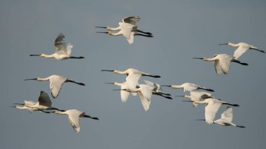 Evros Delta kuşlar: kaşıkçı / Platalea leucorodia