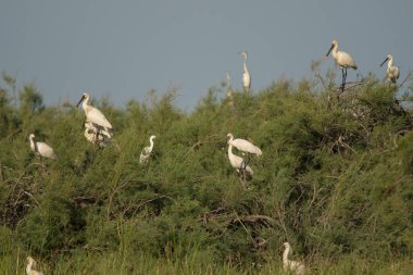 Evros Delta kuşlar: kaşıkçı / Platalea leucorodia
