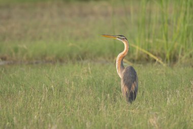 Heron mor / Ardea purpurea