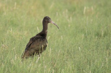 Parlak Ibis / Plegadis falcinellus