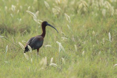 Parlak Ibis / Plegadis falcinellus