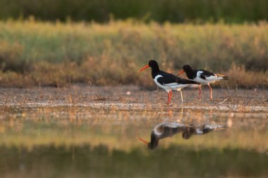Avrasya oystercatcher / Haematopus ostralegus