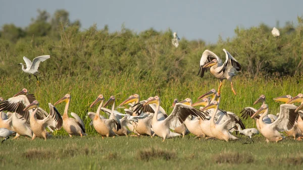 Weißpelikan Pelecanus Onocrotalus — Stockfoto