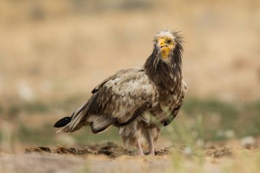 Mısır akbabası / Neophron percnopterus