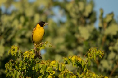 Kara başlı kiraz kuşu / Granativora melanocephala