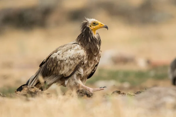 Vautour Égyptien Neophron Percnopterus — Photo