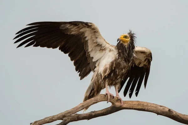 エジプトのハゲワシ ニシオオノスリ猛禽の檻 — ストック写真