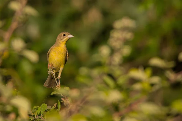 Bunting Cabeza Negra Granativora Melanocephala — Foto de Stock