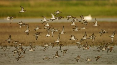 Geniş gagalı sandpiper / Limicola falcinellus