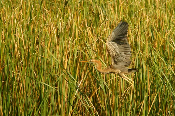 Purpurreiher Ardea Purpurea — Stockfoto